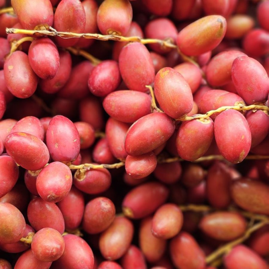 Ajwa Dates Premium