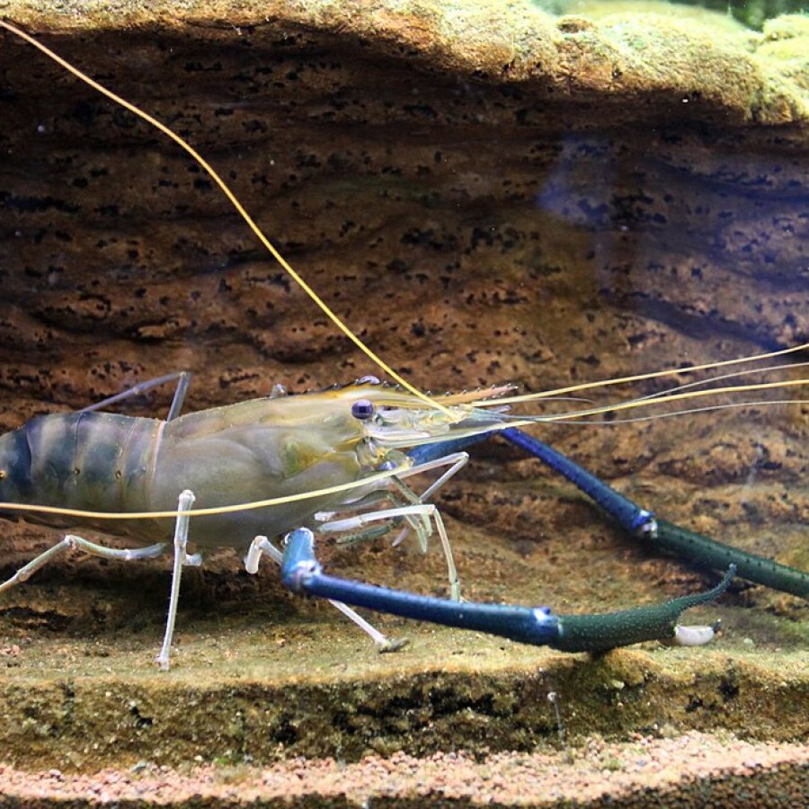Golda Chingri (Prawn)
