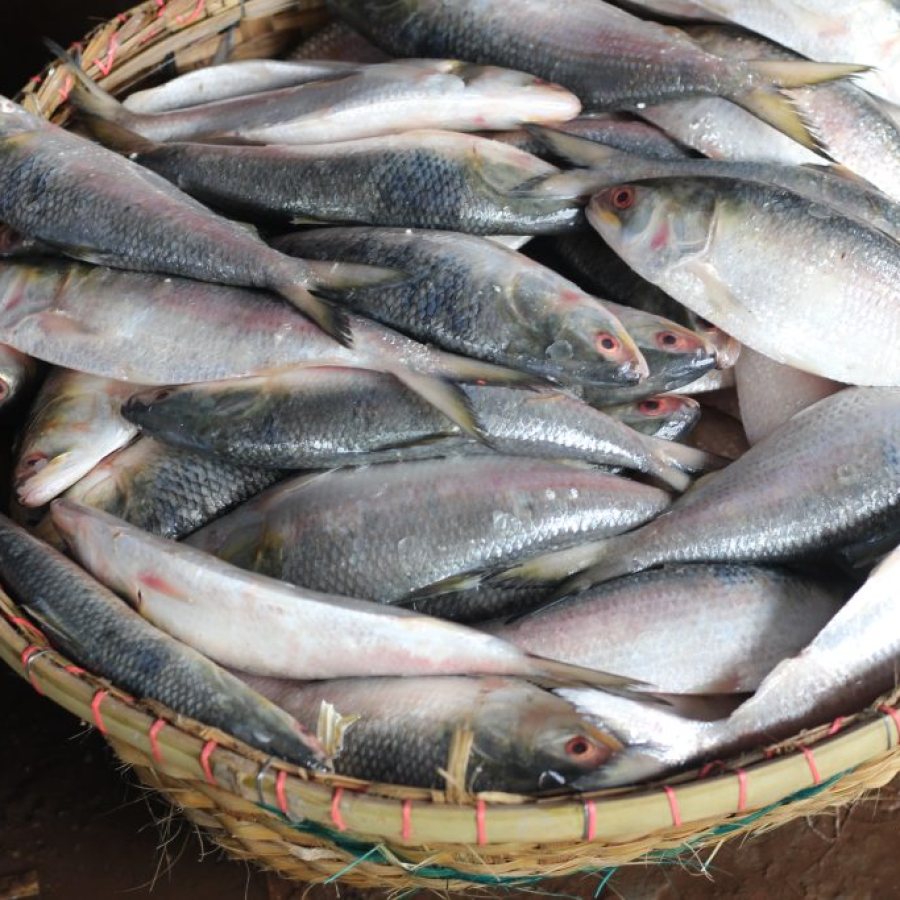 Padma Hilsa Fish