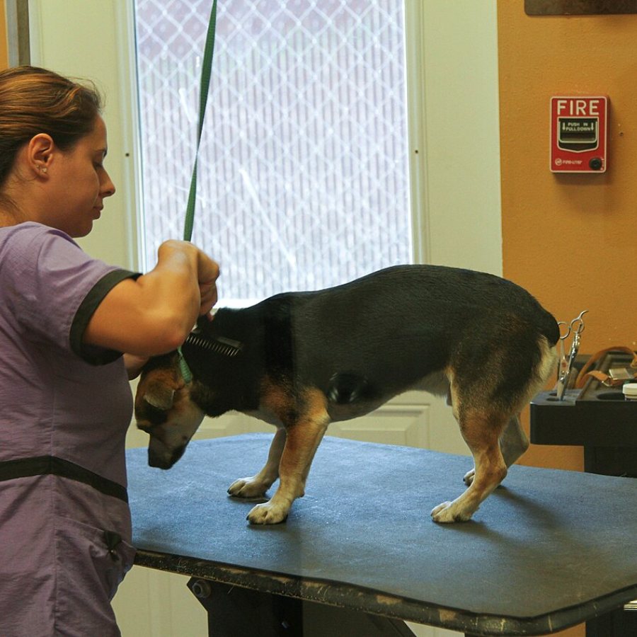 Pet Grooming Brush