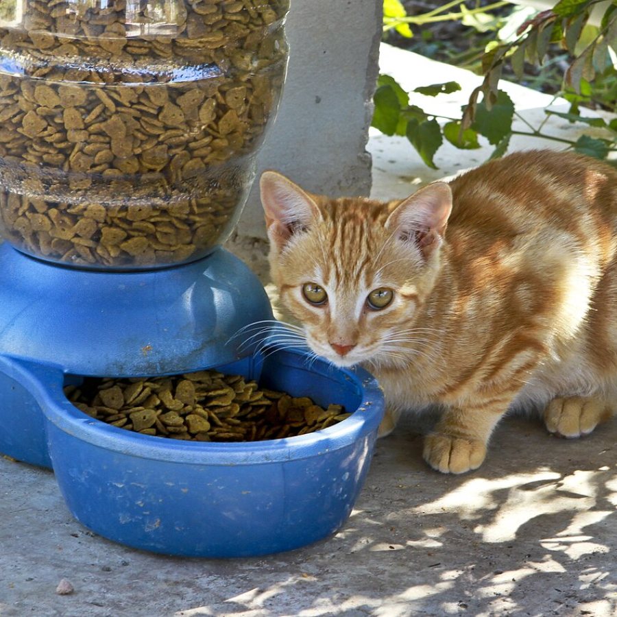 Premium Adult Cat Food