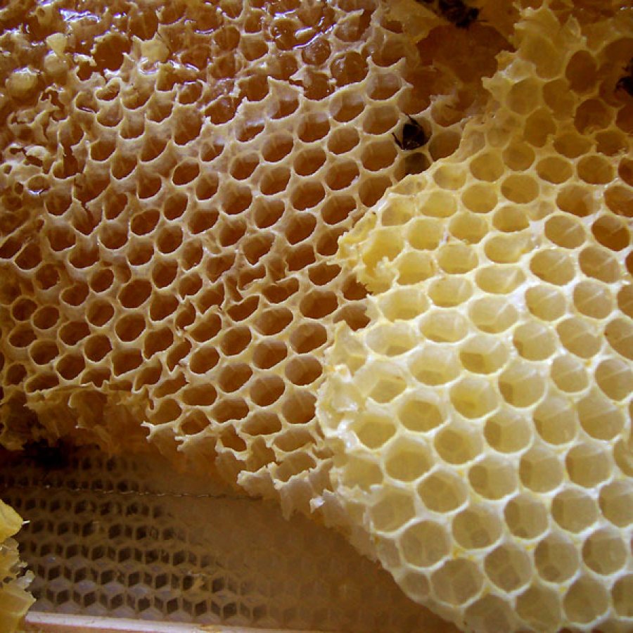 Wild Hill Honey